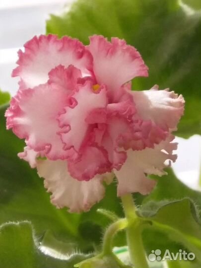 Актуальный список деток фиалок