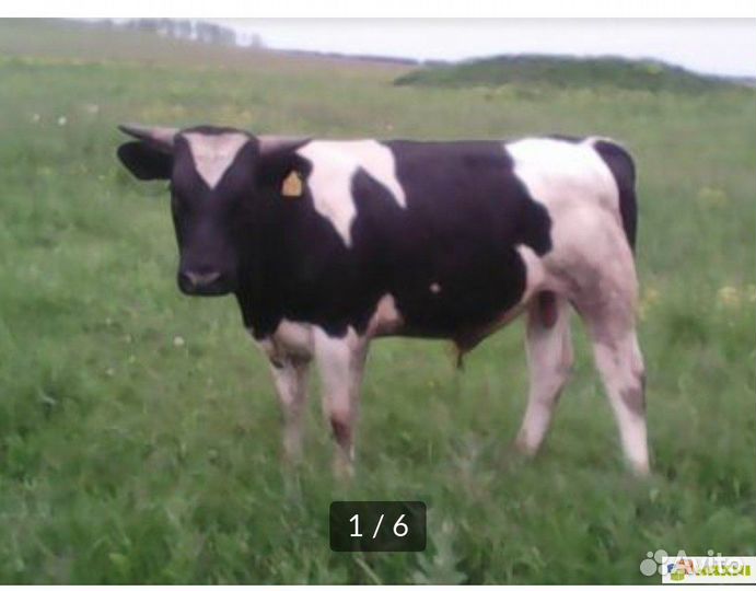 Быки на мясо живым весом