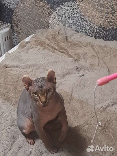 Вязка сфинкс эльф