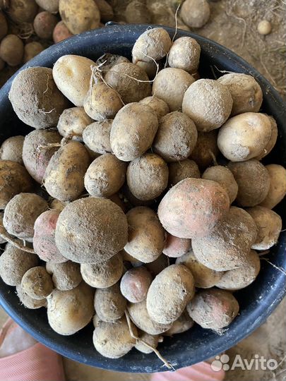 Картофель на корм животным