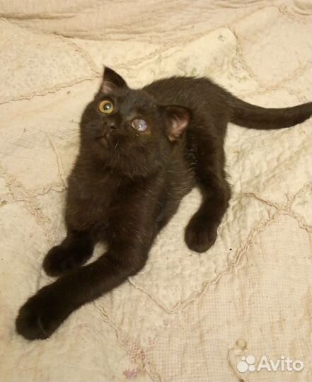 Котëнок в добрые руки