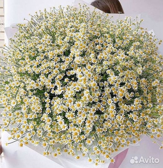 Ромашки Букет из ромашек доставка