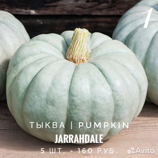 Тыква (профессиональные семена)