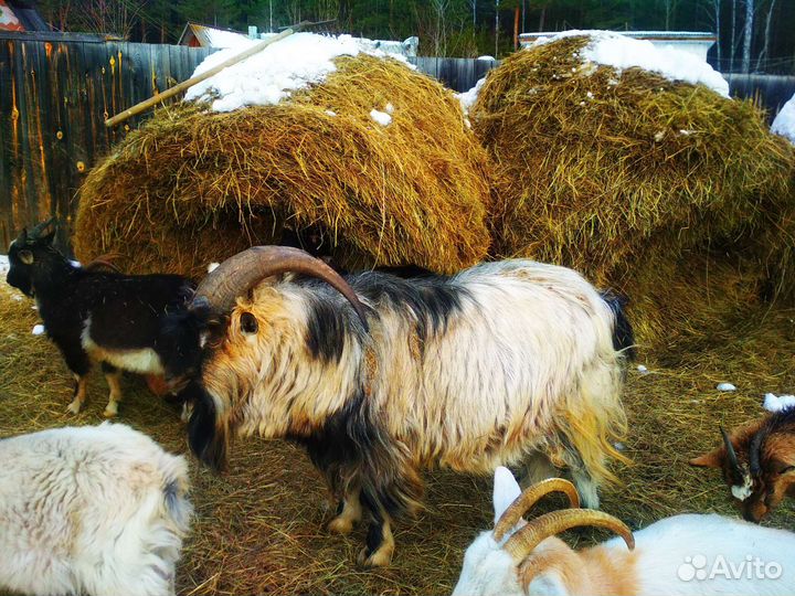 Молодые козлята