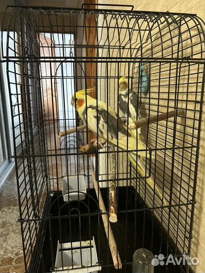 Попугаи корелла