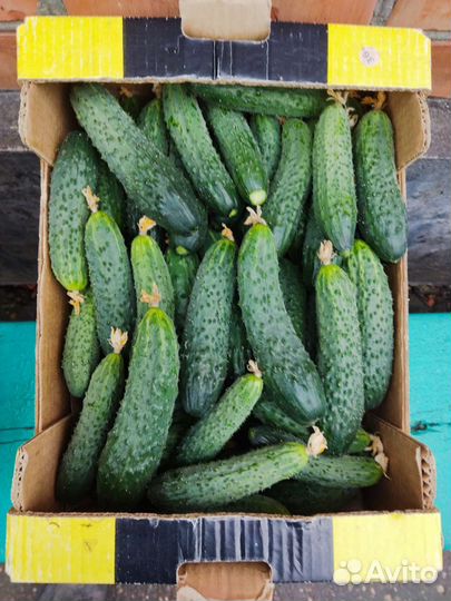 Огурцы свежие домашние