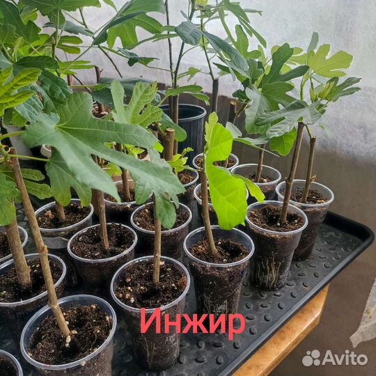 Саженцы инжира