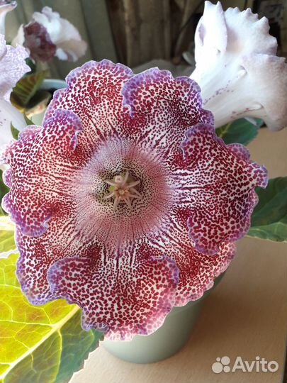 Глоксиния гигант-Тигрина-детки