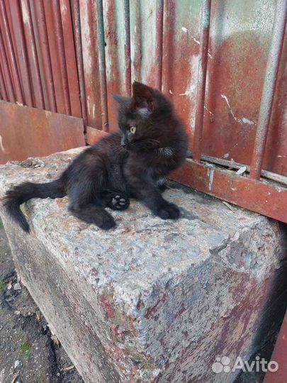 Кошка в дар бесплатно