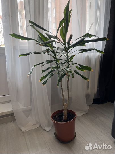 Драцена юкка слоновая