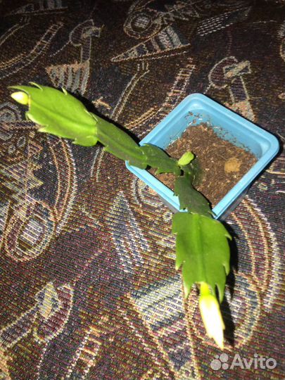 Цветы декабристов разнова цвета