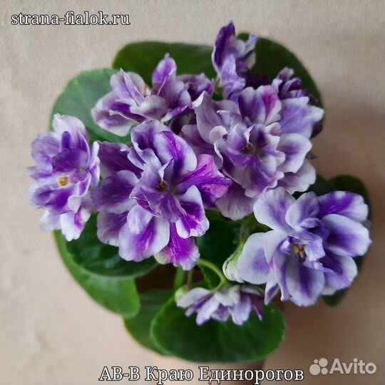 Сортовые фиалки