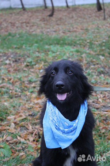 Изумительный молодой пёс сидит в приютской клетке