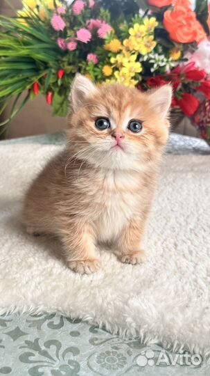 Золотые британские котята