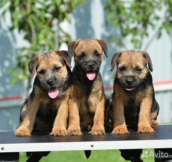 Щенки Бордер Терьера