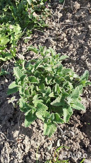 Мята лимонная