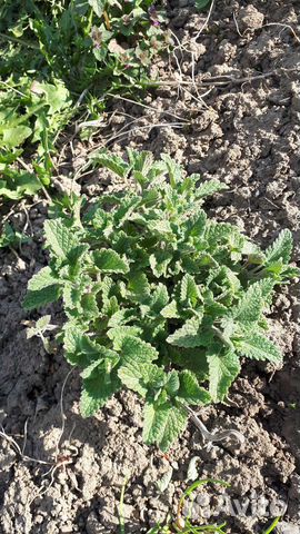 Мята лимонная