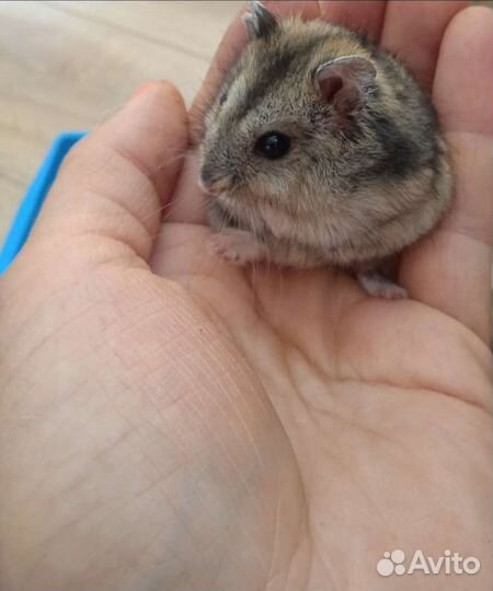 Джунгарские хомячки много выбор(клетки, корм)