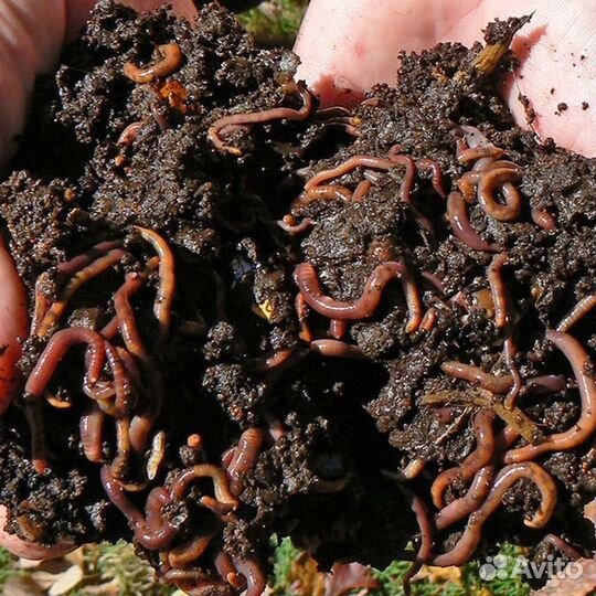 Червь калифорнийский