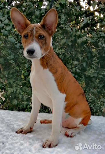 Басенджи щенки