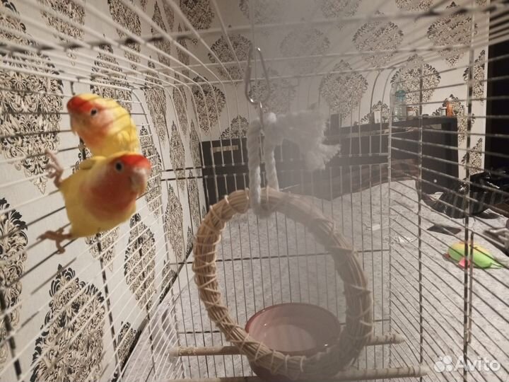 Волнистый попугай с клеткой