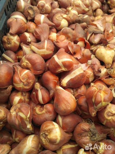 Луковицы тюльпанов power play оптом