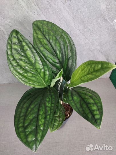 Эпипремнум марбл планет