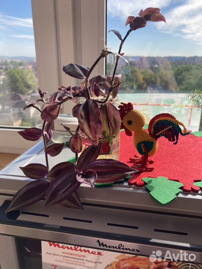 Очень красивая Традесканции три вида