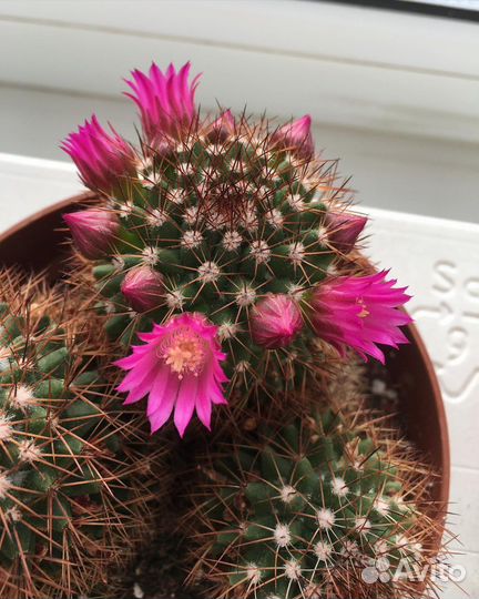 Кактус цветущий