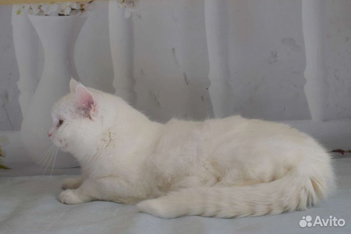 Кошечка в белоснежный шубке