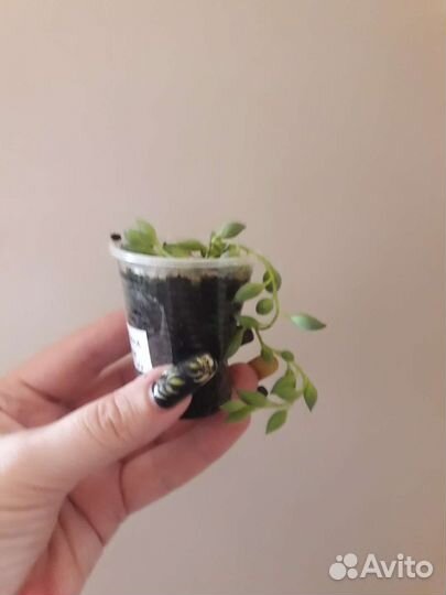 Калатея, крестовник и др