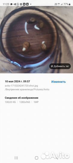 Батат семена