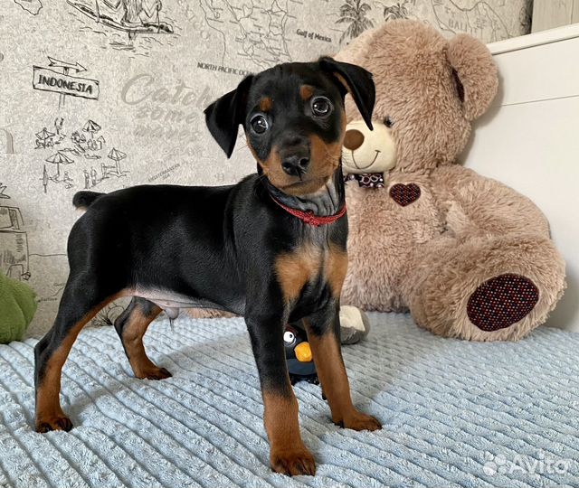 Цвергпинчер