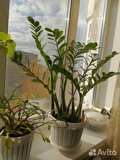 Замиокулькас великолепный, долларовое дерево