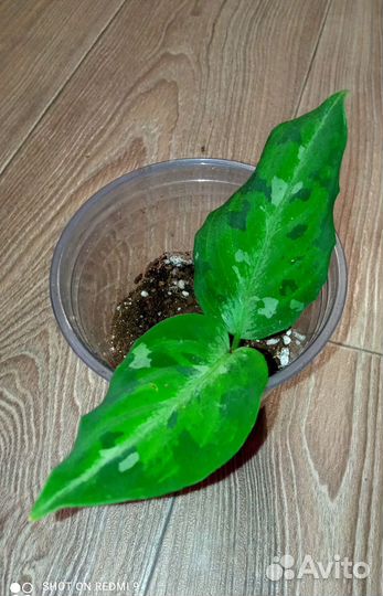 Аглаонема пиктум триколор камуфляж