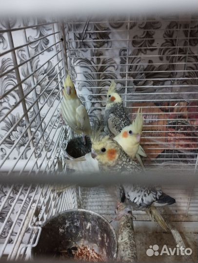 Попугай корелла