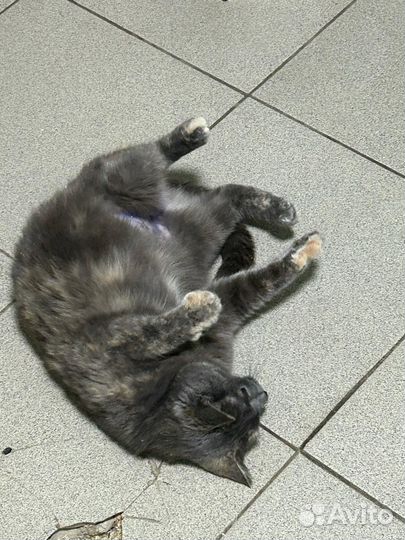 Кошки в добрые руки