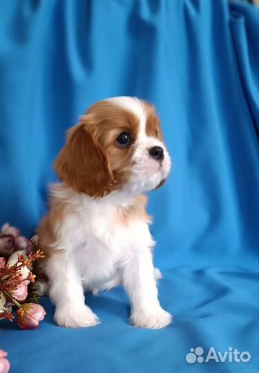 Девочка Кавалер Кинг Чарльз спаниель