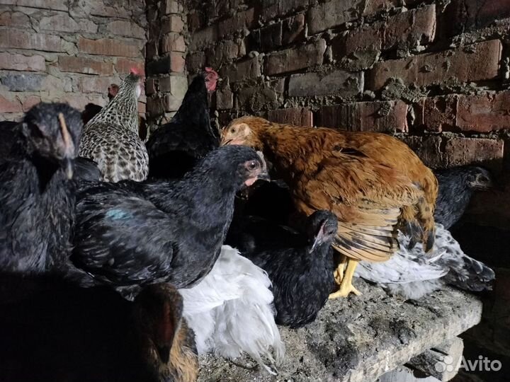 Цыплята несушки подрощенные