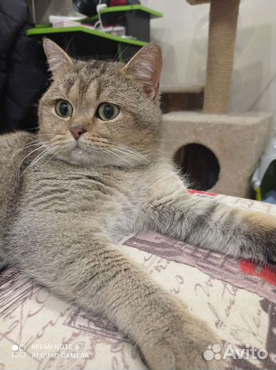 Шотландский кот золотая шиншилла