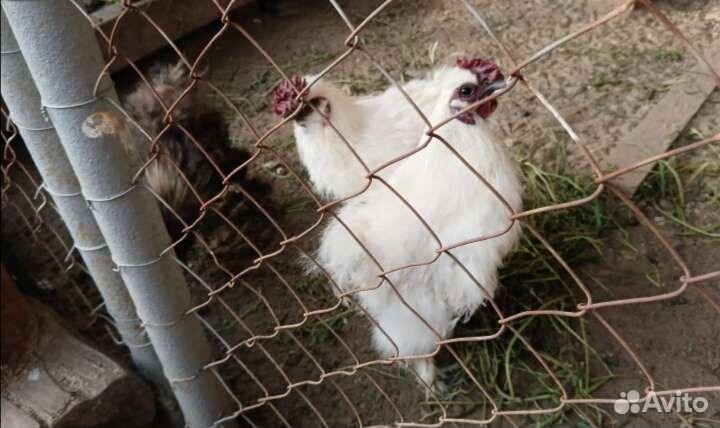 Шелковые петушки