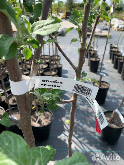 Яблоня