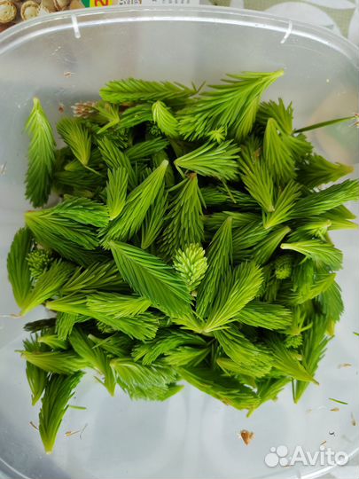 Иван чай, Хвойный чай, чёрный с травами