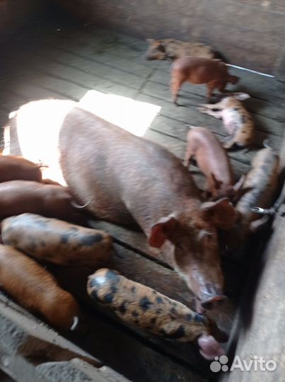 Поросята
