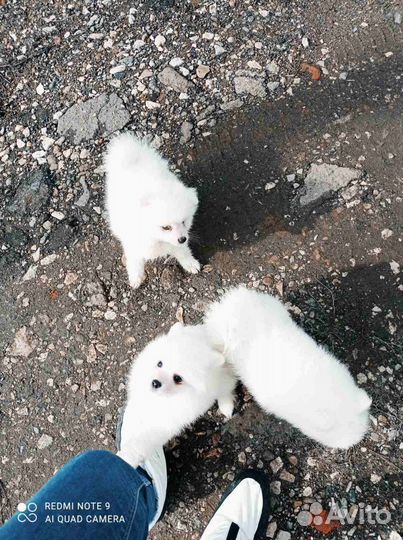 Ми-ми-мишки