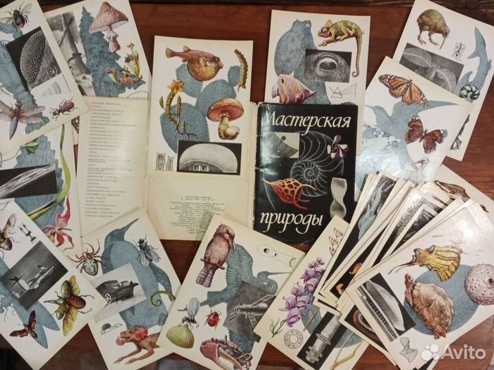 Открытки растения и животные