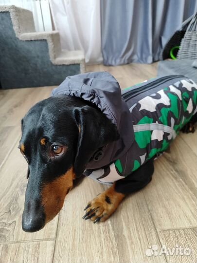 Зимний комбинезон на таксу мальчика