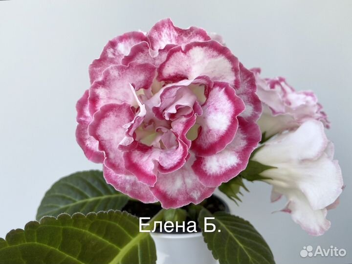 Глоксинии (детки)