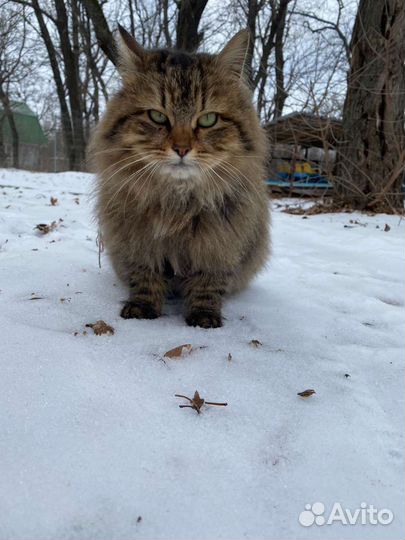 Кошка на турбазе 