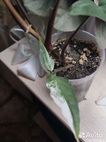 Сингониум Imperial White